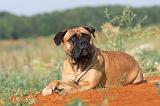 BULLMASTIFF 208